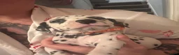 Dalmatian dogs for sale: Dalmatian puppies  in Cheadle - Advert 5
