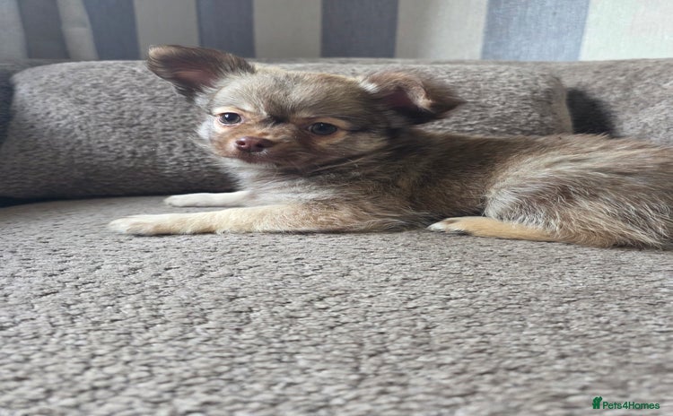 Pomchi dogs Last 2 remaining Pomchi Puppies READY NOW - Advert 19