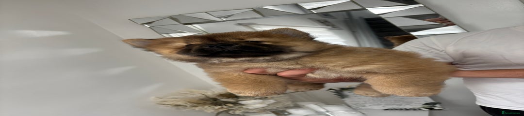 Grey collar chow chow 