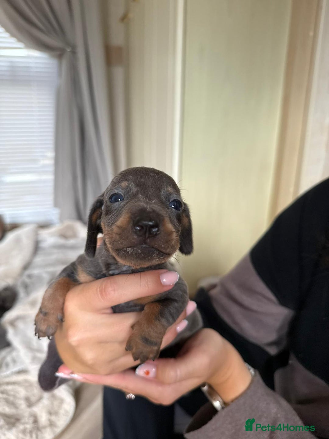 Dachshund dogs for sale: ⭐️LAST BOY AVAILABLE- Mini dachshunds pups⭐️ - Advert 35