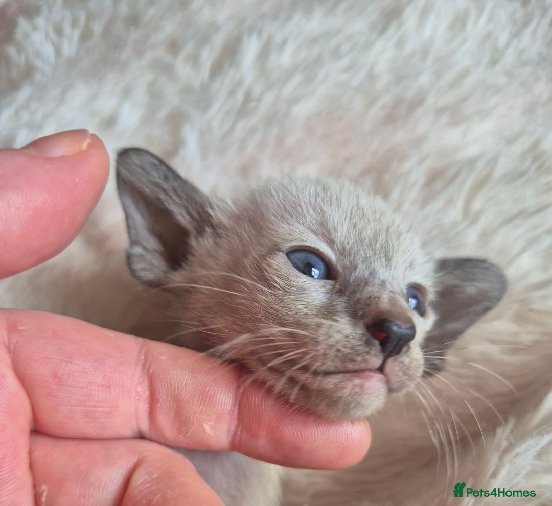 Oriental cats for sale: 2 Oriental boys left ( sold ) - Image 15