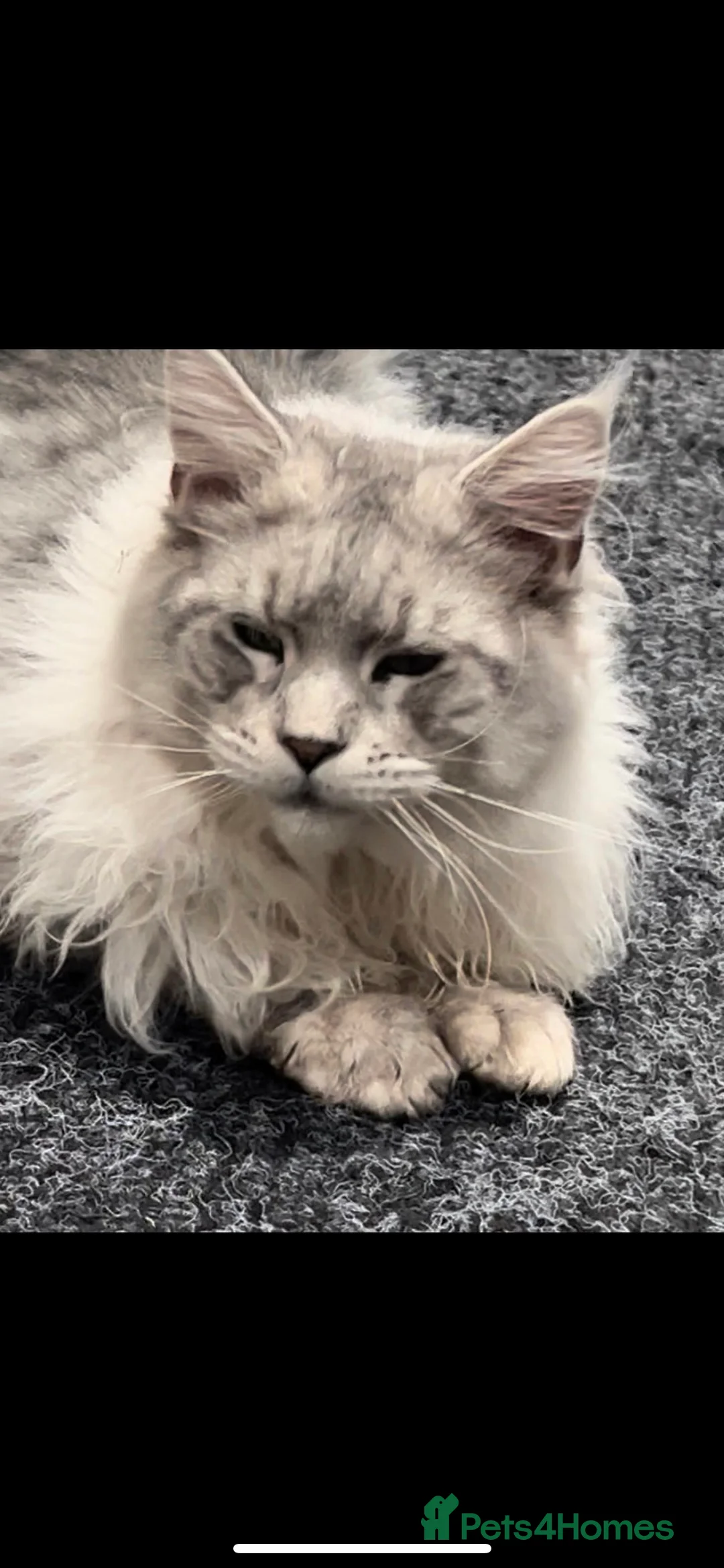 Maine Coon cats for stud: TICA High silver Maine coon stud in Brighouse - Advert 2
