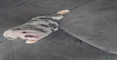 English Bulldog dogs 5 girls left ready now DELIVERY NATIONWIDE - Advert 10