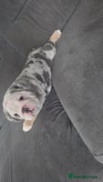 English Bulldog dogs 5 girls left ready now DELIVERY NATIONWIDE - Advert 2