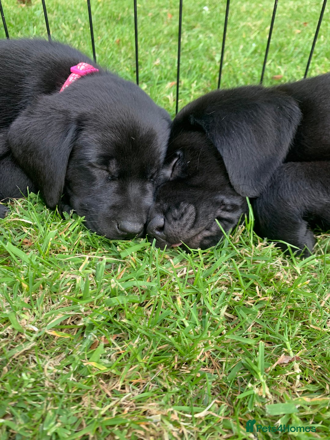 Labrador Retriever dogs for sale: KC Labrador puppies Ready now 🐾Fully vaccinated  in Skegness - Image 3