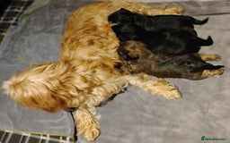 Shorkie dogs for sale: Beautiful Shorkie puppies for sale - Image 5