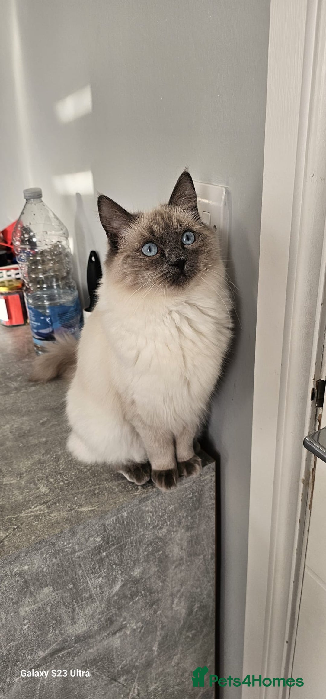 Ragdoll cats for sale: Beautiful ragdoll - Advert 1