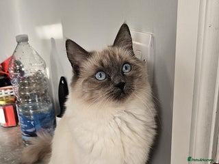 Ragdoll cats Beautiful ragdoll - Advert 1