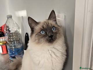 Ragdoll cats Beautiful ragdoll - Advert 16