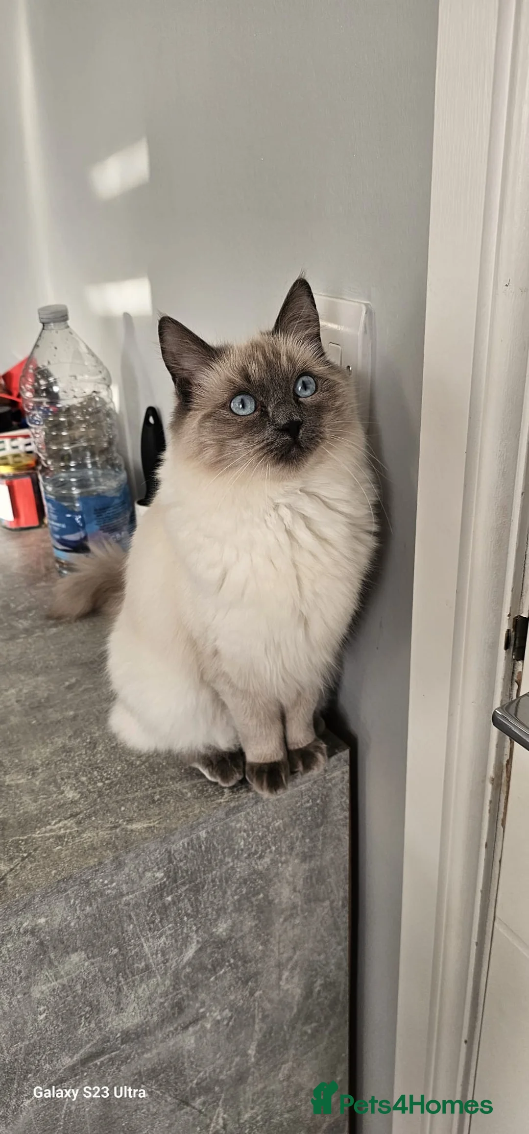 Ragdoll cats for sale: Beautiful ragdoll - Advert 1