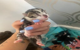 Mixed Breed cats for sale: Kittens  - Image 4