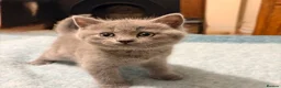 Russian Blue cats for sale: Beautiful Russian Blue/British Shorthair Kittens  in Wimborne - Advert 32