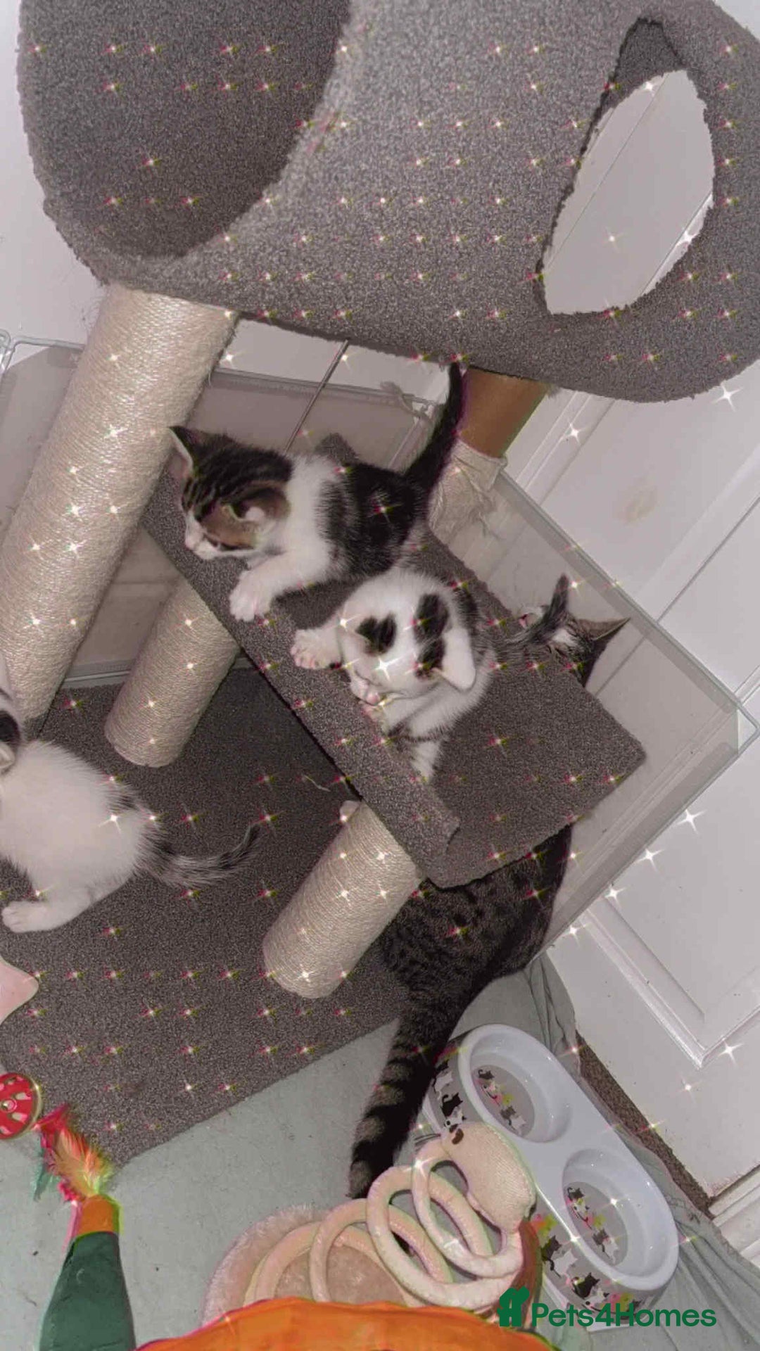 Mixed Breed cats for sale: 4 beautiful kittens for sale - Advert 6