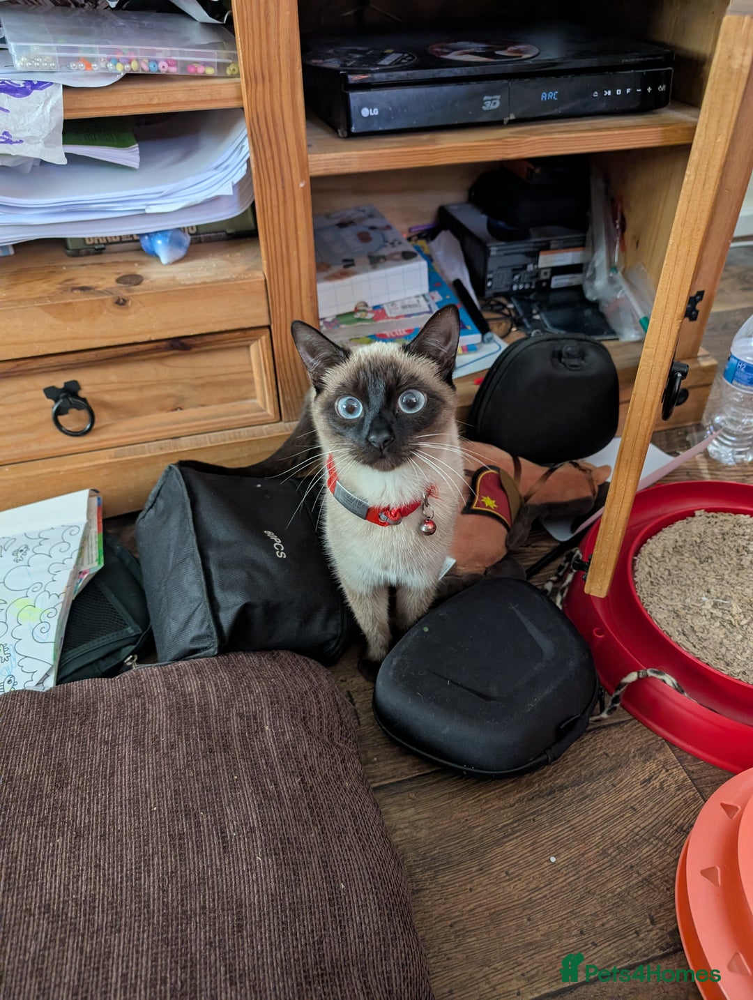Siamese cats for sale: Beautiful female simease  - Advert 3