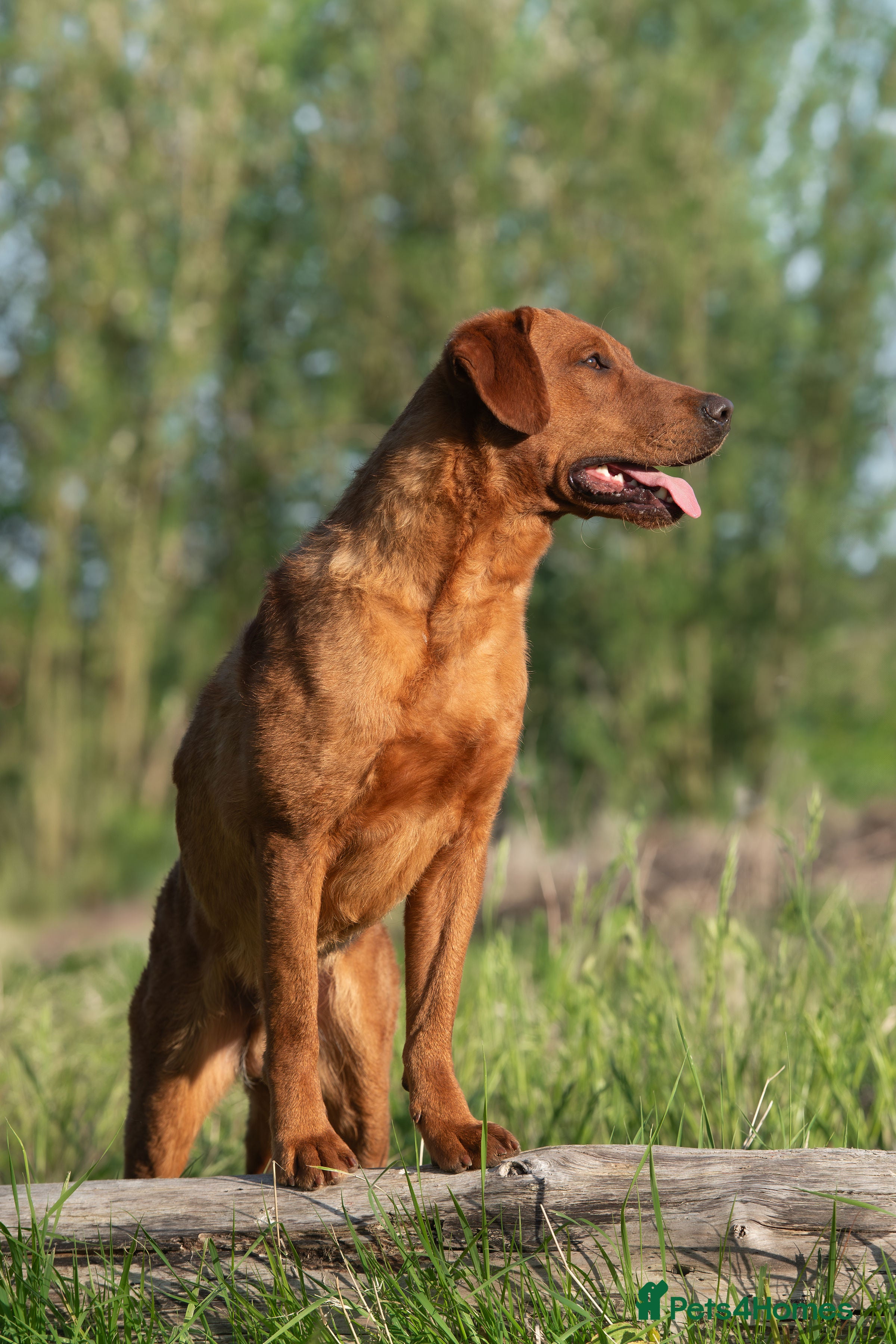 Labrador Retriever dogs FULLY HEALTH TESTED DARK RED STUD in Tadcaster - Advert 7
