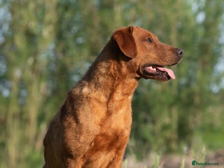 Labrador Retriever dogs in Tadcaster - Advert 11