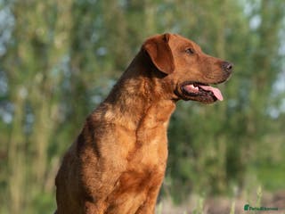 Labrador Retriever dogs FULLY HEALTH TESTED DARK RED STUD in Tadcaster - Advert 16