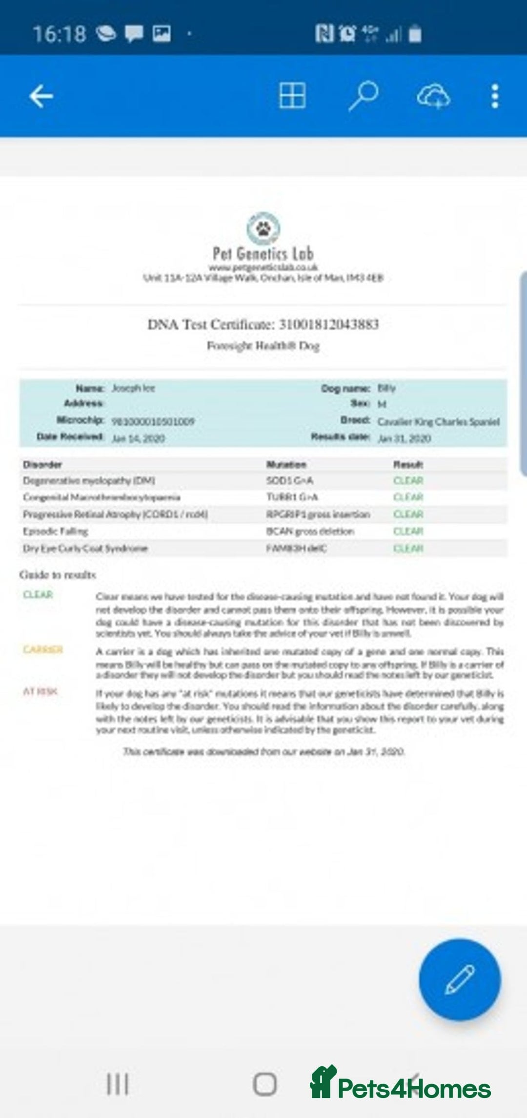 Cavalier King Charles Spaniel dogs for sale: Cavalier king charles spaniel puppies  - Advert 22