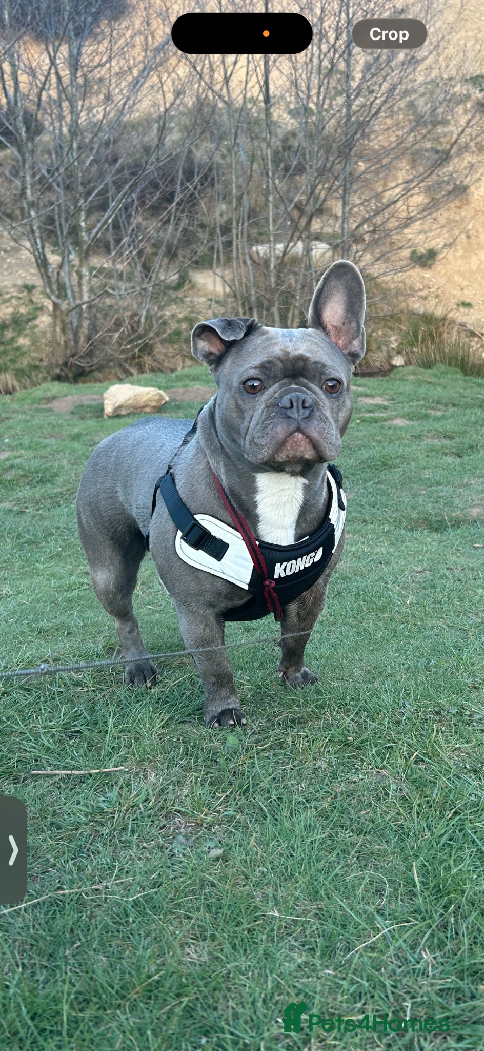 French Bulldog dogs 4 years old blue French bulldog girl kcregistered  - Advert 3