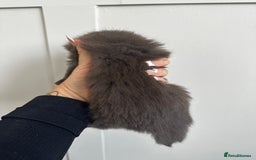 Mixed Breed cats for sale: Kittens  - Image 10