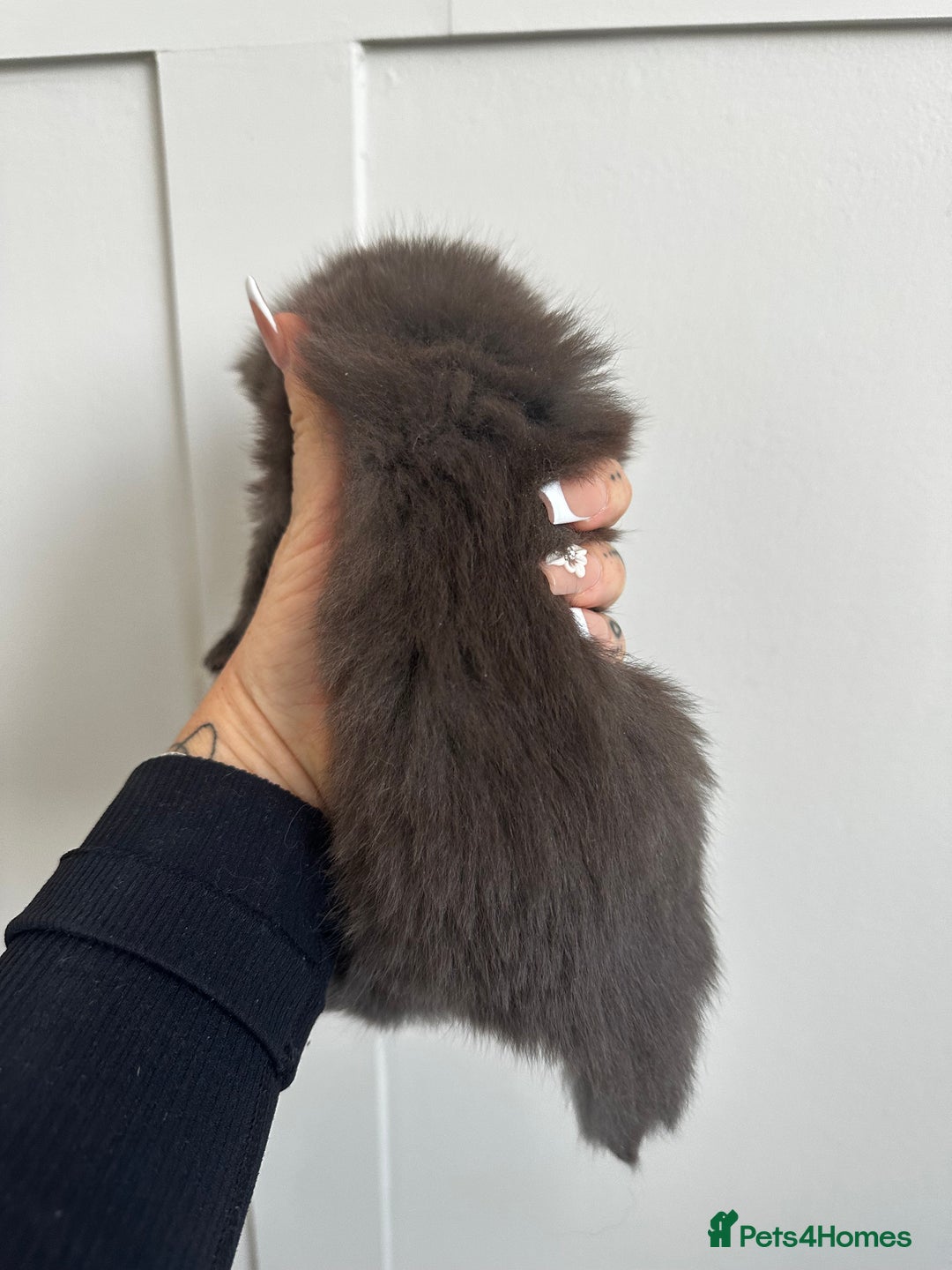 Mixed Breed cats for sale: Kittens  - Image 10