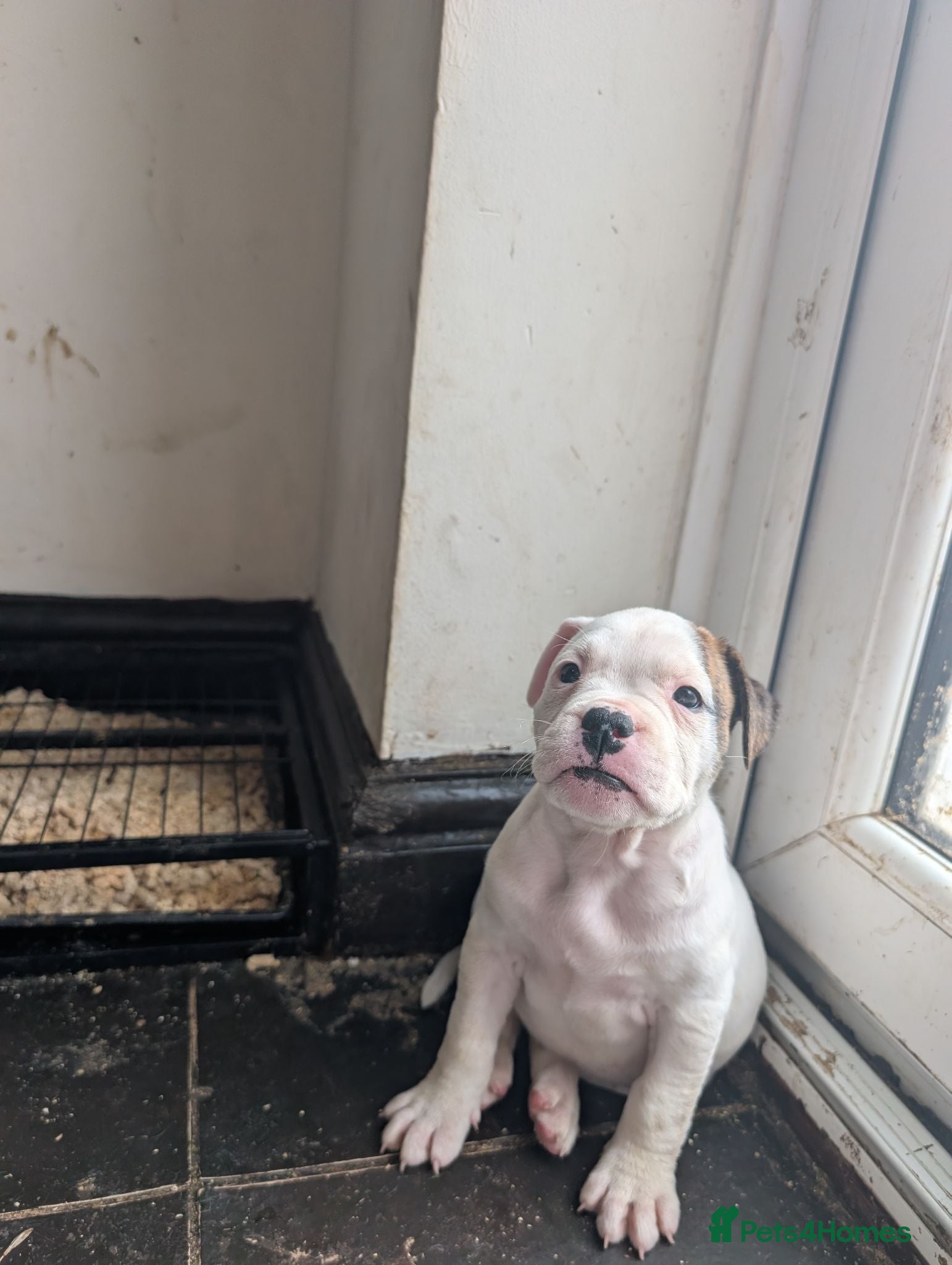 American Bulldog dogs Johnson American bulldog puppies - Advert 2