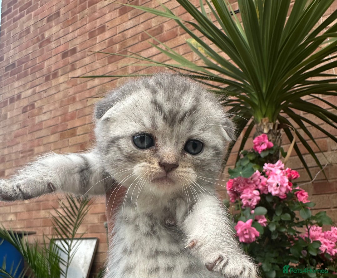 Scottish Fold cats for sale: 🆘🆘READY!🆘🆘Scottish shorthair  - Image 9