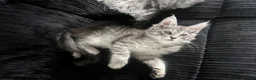 Maine Coon cats for sale: Georgeous Maine coon kittens active register - Advert 9