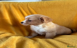 Chihuahua dogs for sale: Beautiful Chihuahua Puppies For Sale - Advert 5