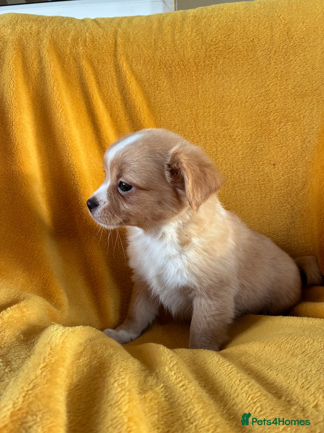 Chihuahua dogs for sale: Beautiful Chihuahua Puppies For Sale - Advert 5