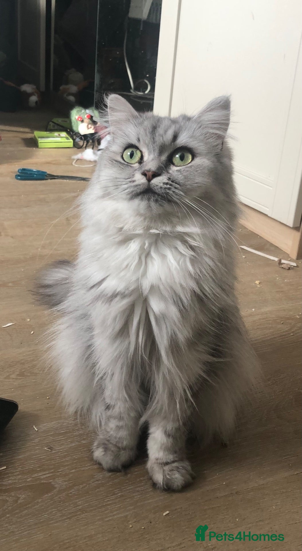 Persian cats Persian X looking for new home - Advert 8
