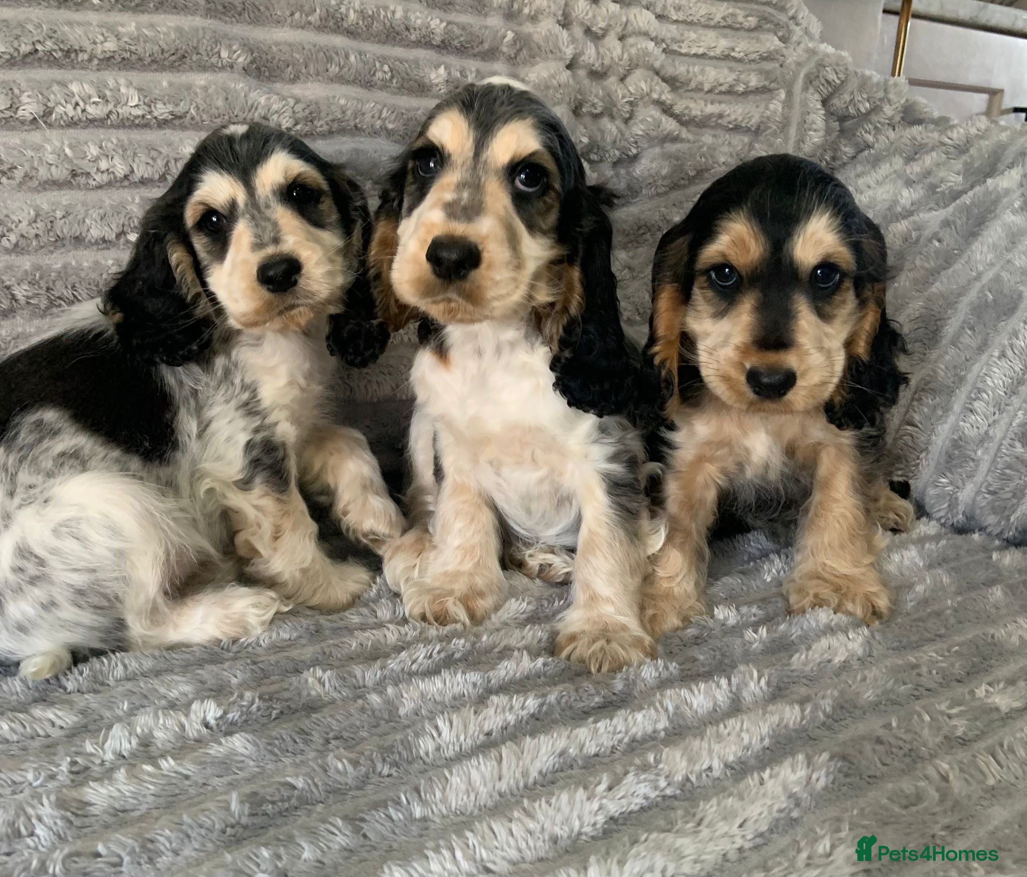 Cocker Spaniel dogs Beautiful Show Cocker Spaniels - Advert 2