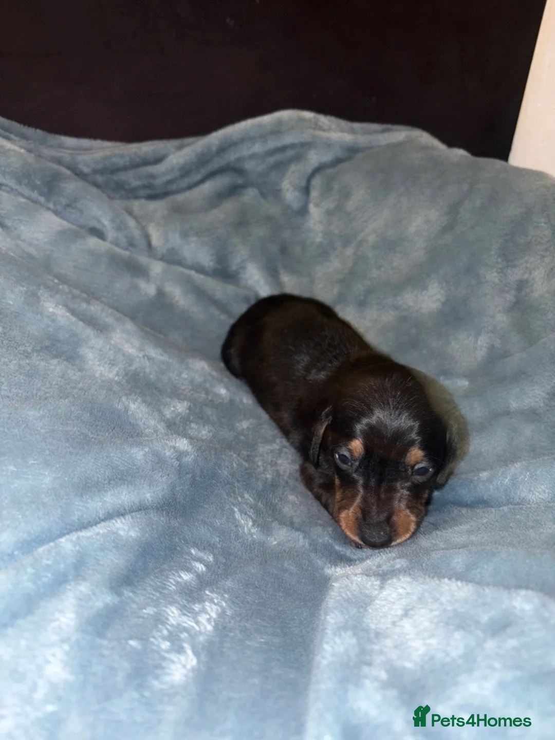 Miniature Dachshund dogs for sale: 4 Miniature Dachshund Puppies - Advert 4
