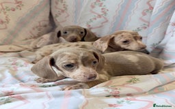 Miniature Dachshund dogs for sale: miniature dash hound puppys  - Advert 5