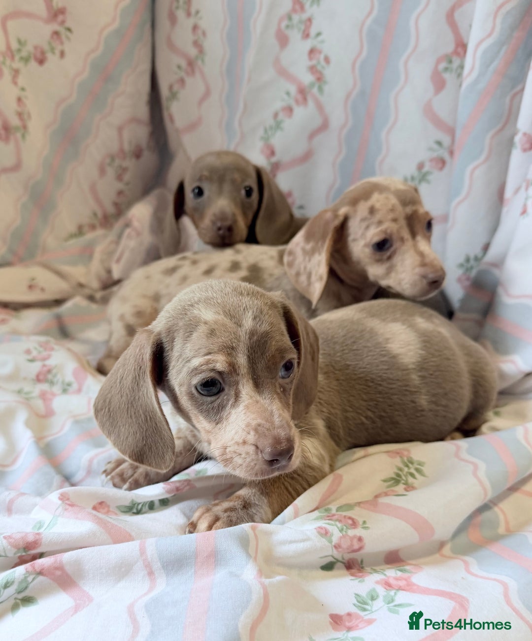 Miniature Dachshund dogs for sale: miniature dash hound puppys  - Advert 5