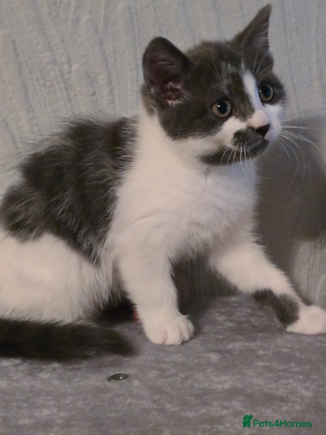 Mixed Breed cats for sale: 4 adorable kittens — 2 boys girls and 2 girls. - Image 11