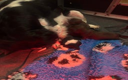 Sprocker dogs for sale: DNA CLEAR SUPERB QUALITY  LITTER🎃 - Image 4