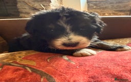 Bernedoodle dogs for sale: Bernadoodle home bred puppies boys and girls  - Image 4