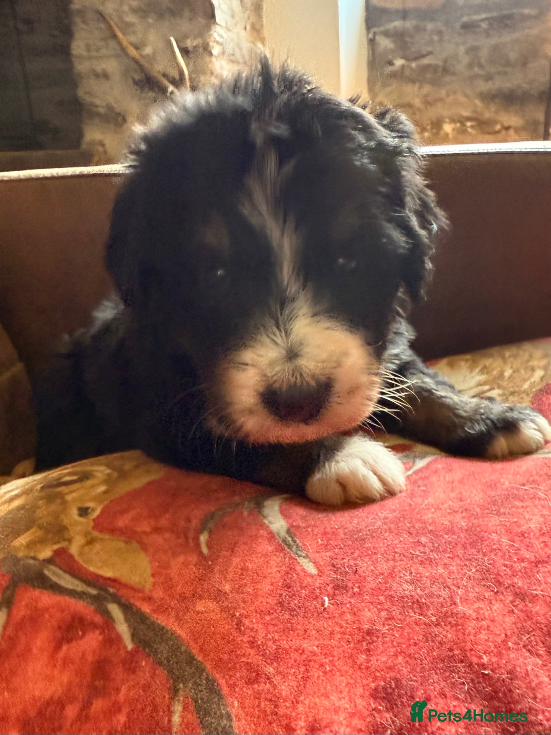 Bernedoodle dogs for sale: Bernadoodle home bred puppies boys and girls  - Image 4