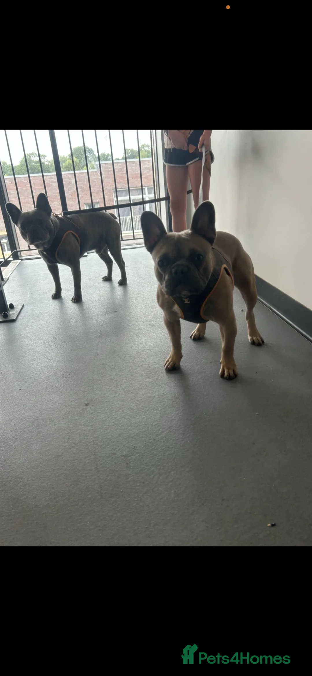 French Bulldog dogs for stud: Dog for stud in Edinburgh - Advert 9