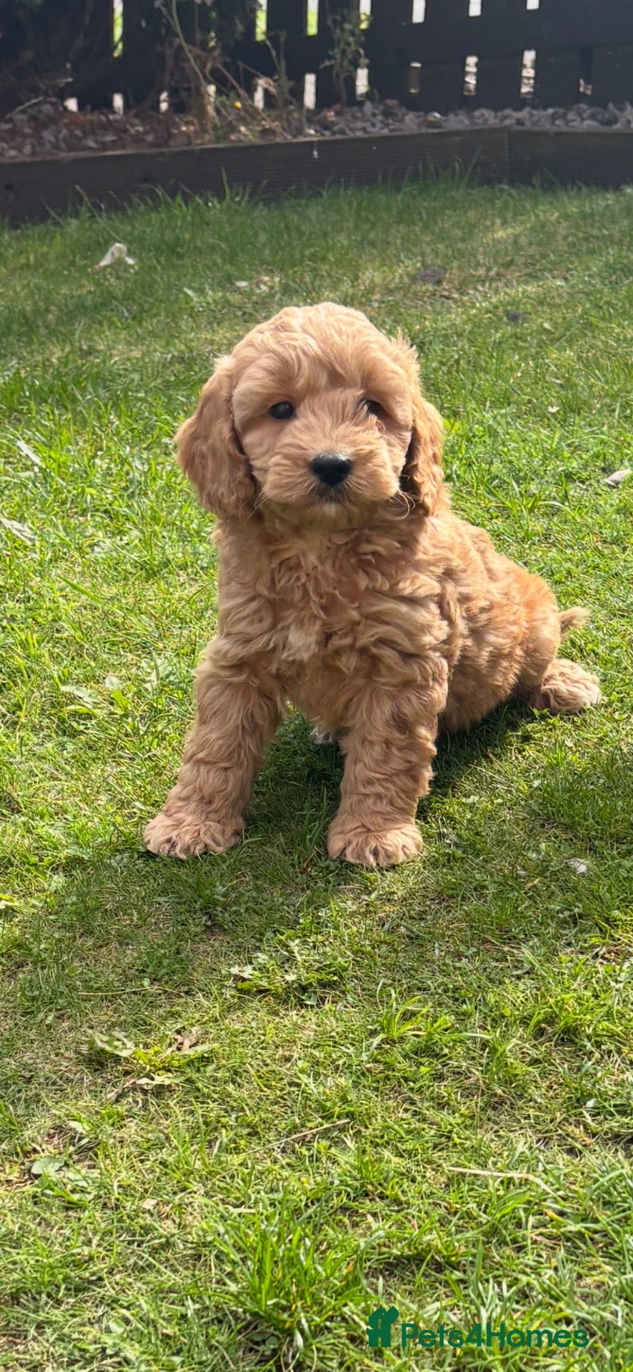 Maltipoo dogs  Hybrid F1 Tiny maltipoo puppies - Advert 4