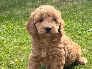 Maltipoo dogs Hybrid F1 Tiny maltipoo puppies - Advert 5