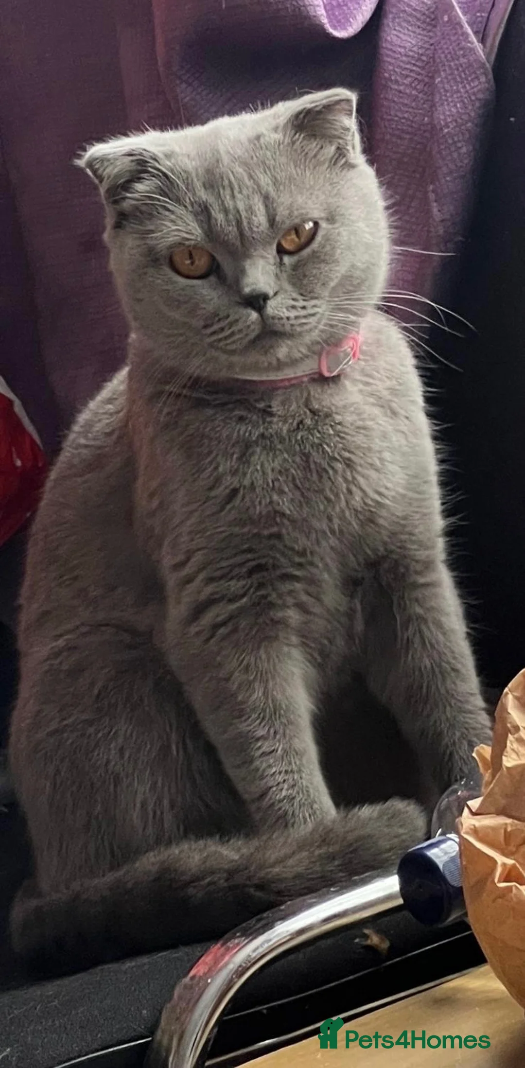 Scottish Fold cats for sale: Gorgeous Scottish fold kittens ready to go!! - Advert 8