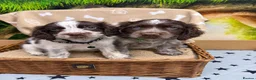 Cocker Spaniel dogs for sale: Choc Roan Cocker Spaniel Puppies- Dad DNA CLEAR - Advert 4