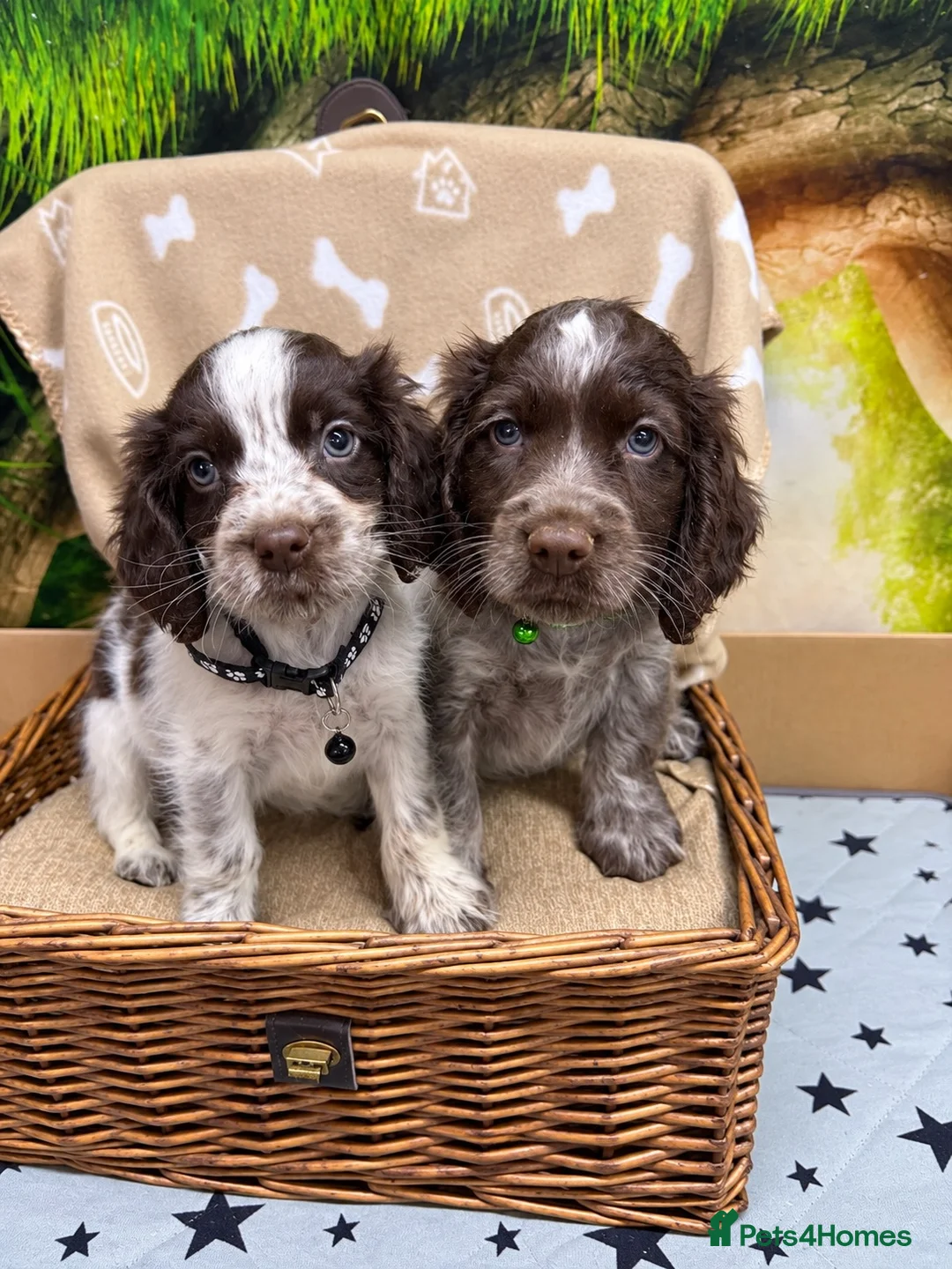 Cocker Spaniel dogs for sale: Choc Roan Cocker Spaniel Puppies- Dad DNA CLEAR - Advert 4