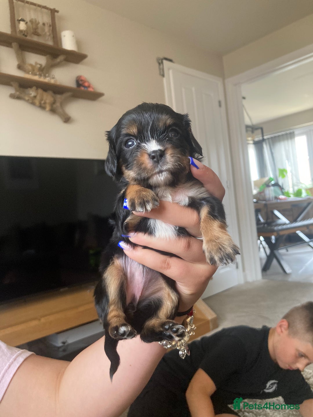 Cavachon dogs for sale: Cavalier King Charles x Cavachon - Image 10