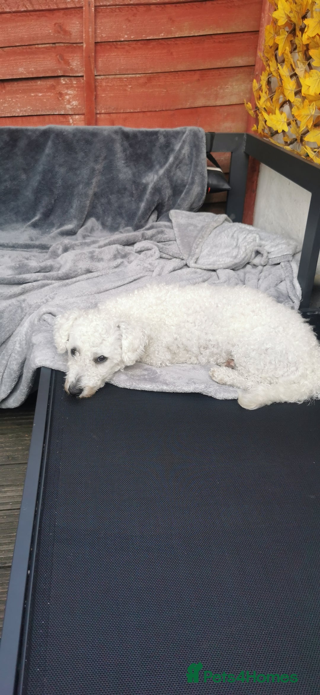 Bichon Frise dogs for sale: Bishon Frise - Image 3