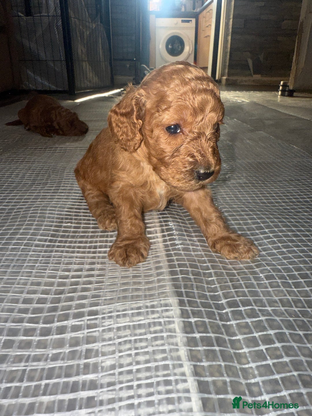 Cockapoo dogs for sale: 5 Absolutely gorgeous Fox Red Cockapoo Puppies - Image 12