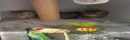 British Shorthair cats for sale: Two lovely female kittens for sale  in Birmingham - Advert 3