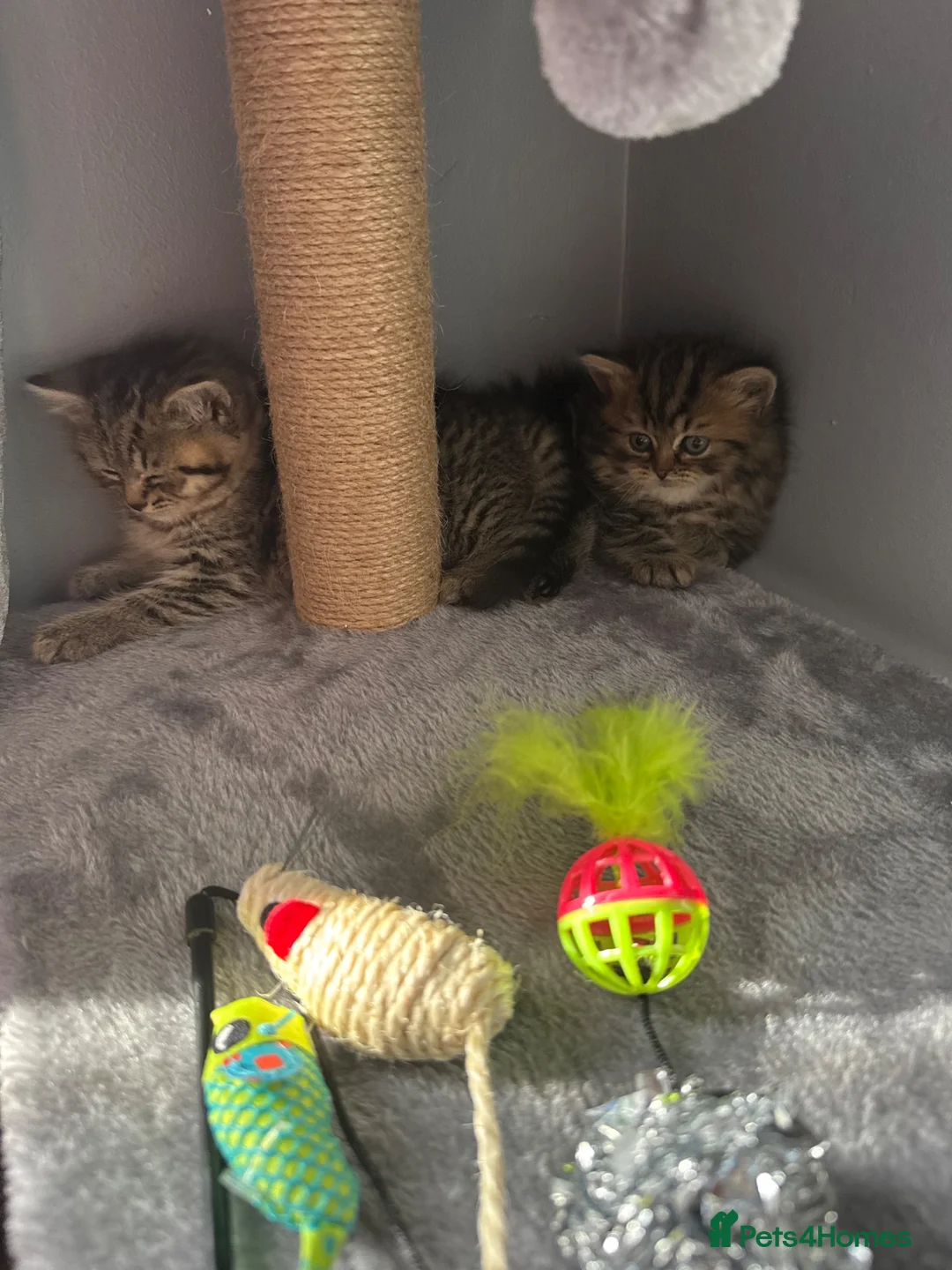 British Shorthair cats for sale: Two lovely female kittens for sale  in Birmingham - Advert 3